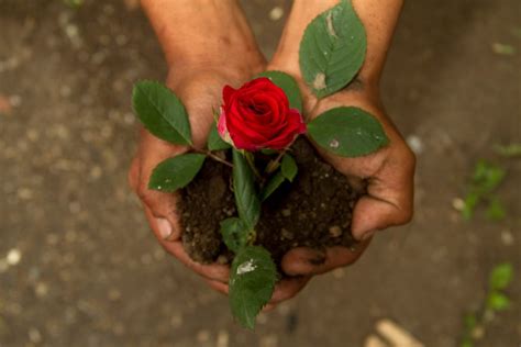 Nur wenn die pflanzen genügend nährstoffe bekommen, bringen sie prächtige blüten hervor.im folgenden erklären wir, wann der richtige zeitpunkt für eine düngung der rosen ist und womit man sie am besten versorgt. Rosen düngen » Wann, womit und wie oft?
