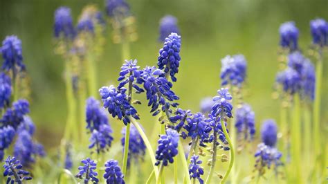 Bluewildflowers Wildflower Photo Wild Flowers Spring Garden