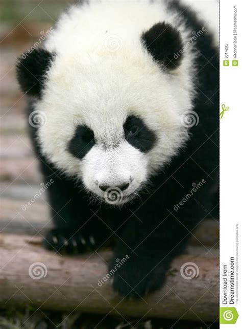 Giant Panda Cub Stock Image Image Of Bamboo Wild Small 3614205