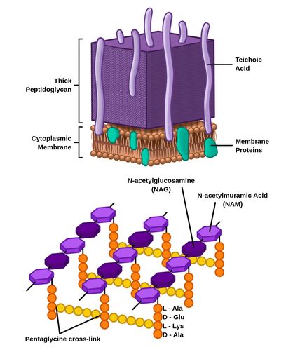 Peptidoglycan Structure In Gram Positive Bacteria