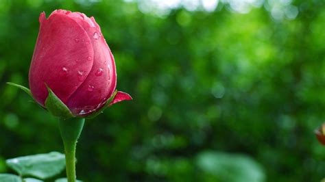 White rose flowers in black background 4k hd flowers. Beautiful Pink Rose Flowers 1080p HD Wallpaper Nature ...
