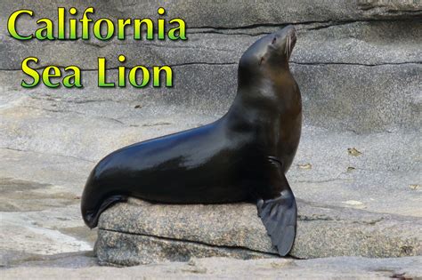 California Sea Lion Habitat