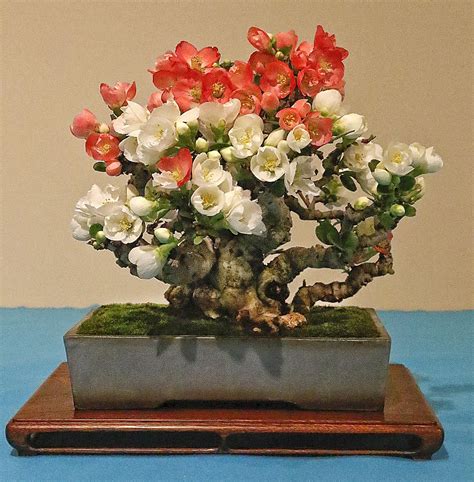Toyo Nishiki Japanese Flowering Quince Chaenomeles Speciosa ‘toyo