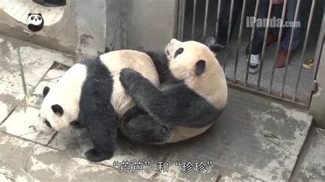 Two Pairs Of Giant Pandas Managed To Mate Naturally At Bifengxia Panda
