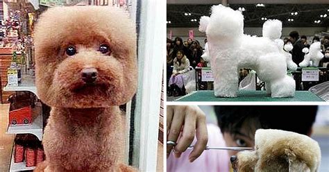 Cube Dogs In Japan New Pet Grooming Craze Leaves Pooches Looking