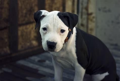 American Pit Bull Terrier Breed Info And Care