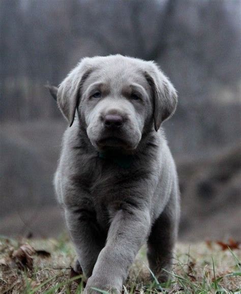 The most common silver lab puppies material is metal. Silver Lab Puppies For Sale In Tn | Top Dog Information