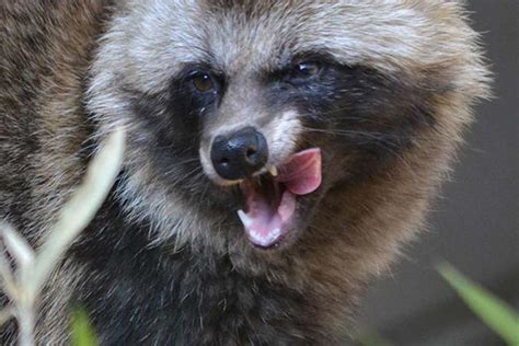 Its A Dog Its A Raccoon Its A Tanuki Invasive Species Earth