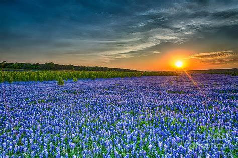 Heavely Bluebonnet Sunset Photograph By Bee Creek Photography Tod And