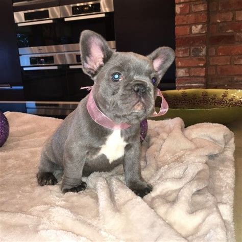 The french bulldog is a popular but controversial breed with a flat face and oversized ears. French Bulldog Puppies For Sale | Phoenix Country Club, AZ ...