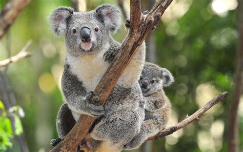Koala Wallpaper Hd Download