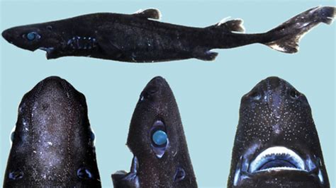 the perfectly named ninja lanternshark is a new glow in the dark shark species with images
