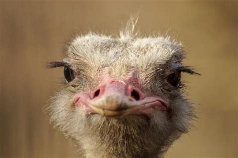 Funny Portrait Of An Ostrich Stock Photo Image Of Africa Neck 136640762