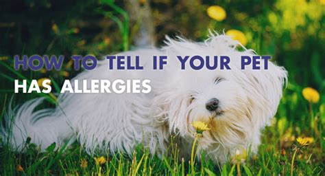 How To Tell If Your Pet Has Allergies