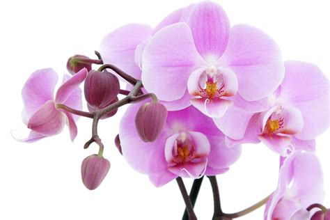 Orchid Flower Wallpapers Wallpaper Cave