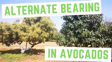 The purpose behind the mass flowering is to encourage visits by pollen vectors. Why does my avocado tree not bear fruit in certain years ...