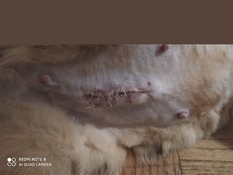 Does my cat spay incision looks normal？ | TheCatSite