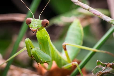 This is because baby's need to eat smaller foods. 'Like a mountain lion in your landscape': Praying mantises ...