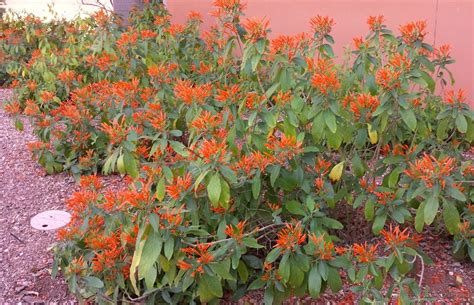 To contain your honeysuckle shrub or vine, or to control an. Justicia spicigera. Mexican honeysuckle. Mexican native ...