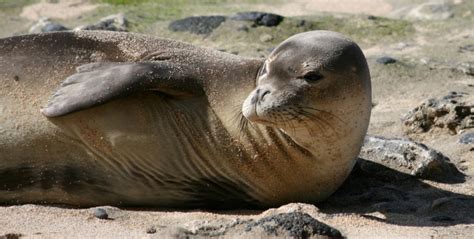 Seal feat pete tong, the heritage orchestra. Free Lecture on Hawaiian Monk Seals April 26 | Big Island Now