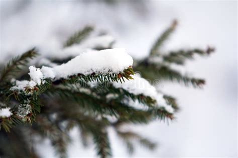 Close Up Of Green Pine Tree Branches Covered With Snow In Winter Stock