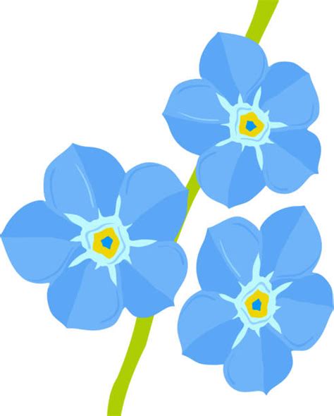 Royalty Free Forget Me Not Clip Art Vector Images And Illustrations Istock