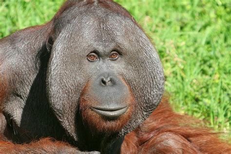 Diary Of A Primatologist Apeweek Day 3 The Orangutan Pongo