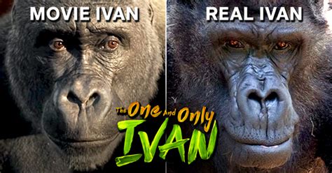 Ivan the terrible was recognized emperor by queen elizabeth i, holy roman emperor maximilian ii from the house of habsburg and others. The One and Only Ivan vs. the True Story of Ivan the Gorilla