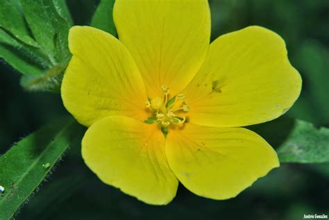 Fotos De Flora Nativa Y Adventicias De Uruguay Ludwigia Peploides