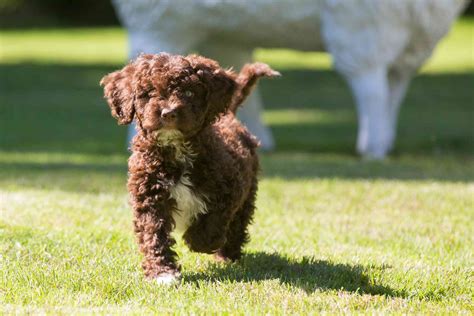 Spanish Water Dog Full Profile History And Care