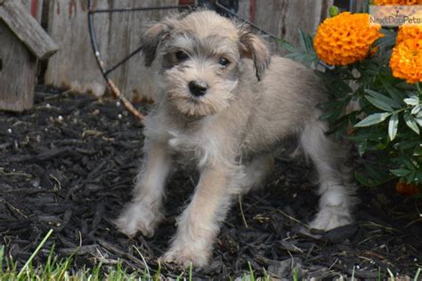 Looking for a puppy or dog in indiana? Schnauzer, Miniature puppy for sale near Fort Wayne, Indiana. | 5d292f0d-3811