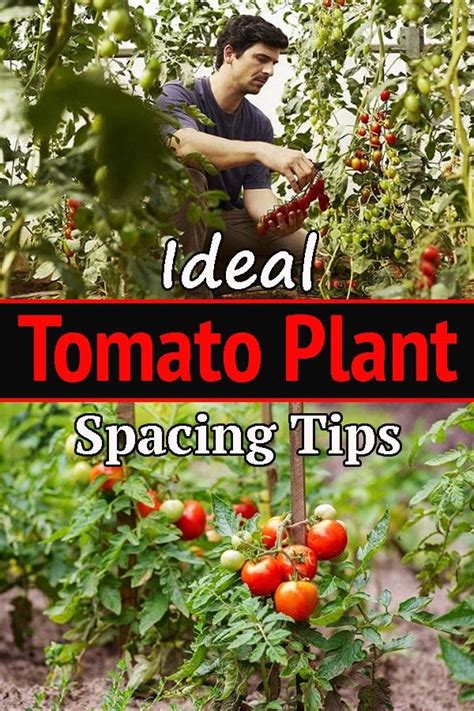 Ideal Tomato Plant Spacing Tips Every Tomato Grower Should Read