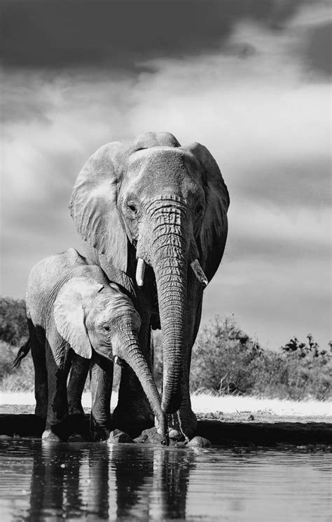 black and white elephant with baby elephant picture | Elephants photos