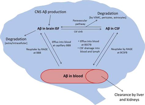 BloodBrain Barrier Dysfunction As A Cause And Consequence Of Alzheimer