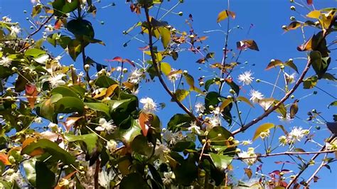 The surinam cherry is also known for its wild edible fruits and it belongs to the eugenia species. Surinam Cherry tree Feb 19 2018 - YouTube