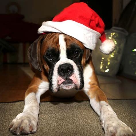 Image Result For Christmas Boxer Dog Pictures Boxer Dogs Boxer Dog