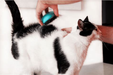 Cat Dandruff Why It Happens And Ways To Help Your Kitty Cattitude Daily