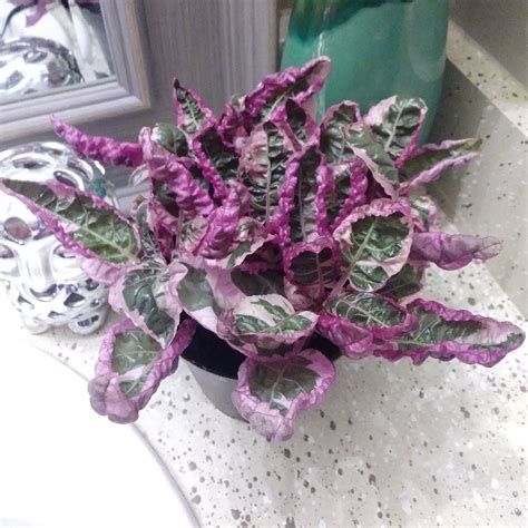 There's more than one cultivar of hemigraphis alternata available out there. Hemigraphis alternata 'Snow White', Snow White Waffle ...