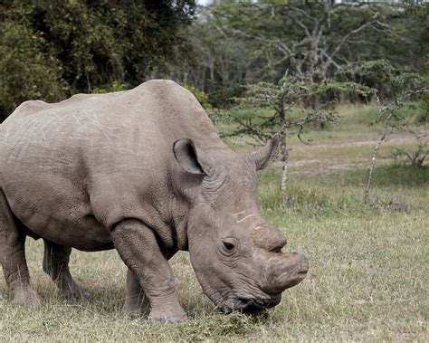 Fusfoo The Northern White Rhino Is Functionally Extinct