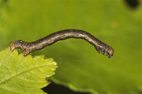 Animals/wildlife buildings/landmarks backgrounds/textures business/finance education food and drink health care holidays objects industrial art nature people religion science technology signs/symbols sports/recreation transportation editorial all categories. Caterpillar | National Nature Reserve at Monk's Wood ...