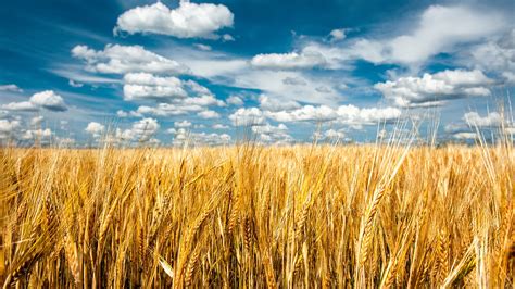 4k Grain Field Wallpapers High Quality Download Free