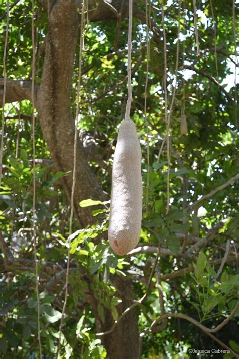 Kigelia Pinnata Sausage Tree Freund Flowering Trees Inc