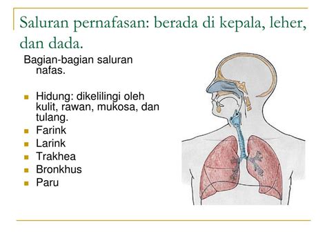 Ppt Anatomi Dan Fisiologi Sistem Respirasi Powerpoint Presentation