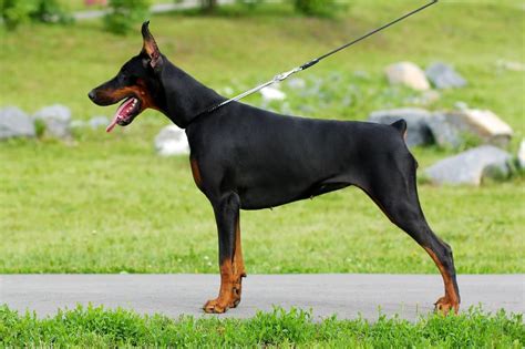 When Is A Doberman Full Grown Doberman Planet