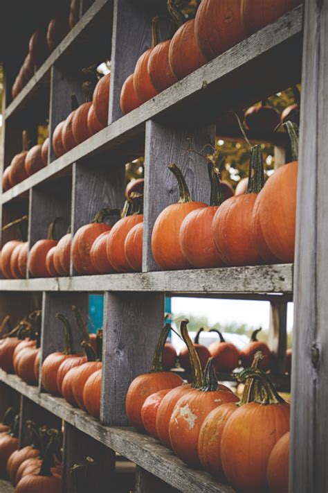 Fall Pumpkins Free Stock Cc0 Photo