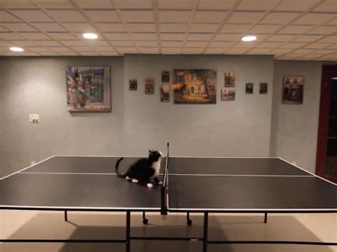 Cat Tries Fails To Play Ping Pong The Hollywood Gossip