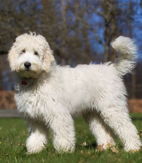 The goldendoodle mix is crossbreed of golden retrievers and poodles. Labradoodle vs Goldendoodle: What Is The Difference ...