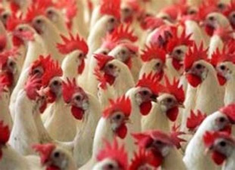 Avian influenza a h7 viruses normally circulate amongst avian populations with some variants known to occasionally infect humans. Second Person In China Dies From H5N1 Avian Influenza Virus | Asian Scientist Magazine | Science ...