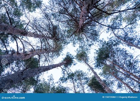 Bottom View Of Tall Green Pines In The Pine Forest In A Overcast Day
