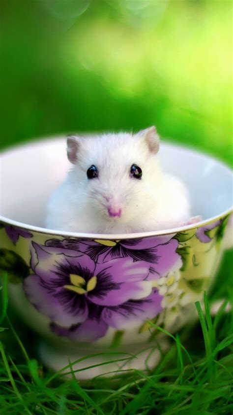 Cute Wallpapers for Phone Backgrounds (71+ images)
